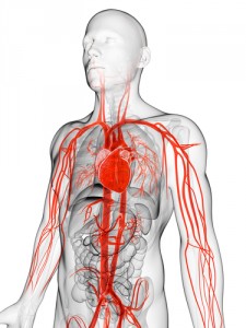 Vascular