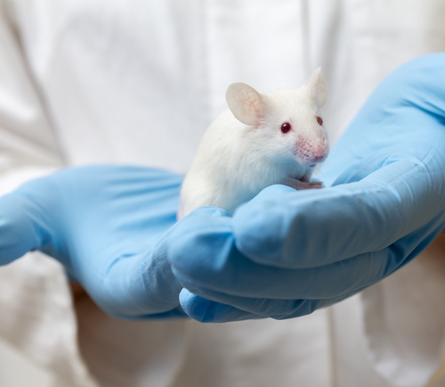 Drug That Reversed Diabetes in Mice to be Tested on Humans
