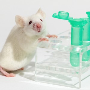 lab mouse