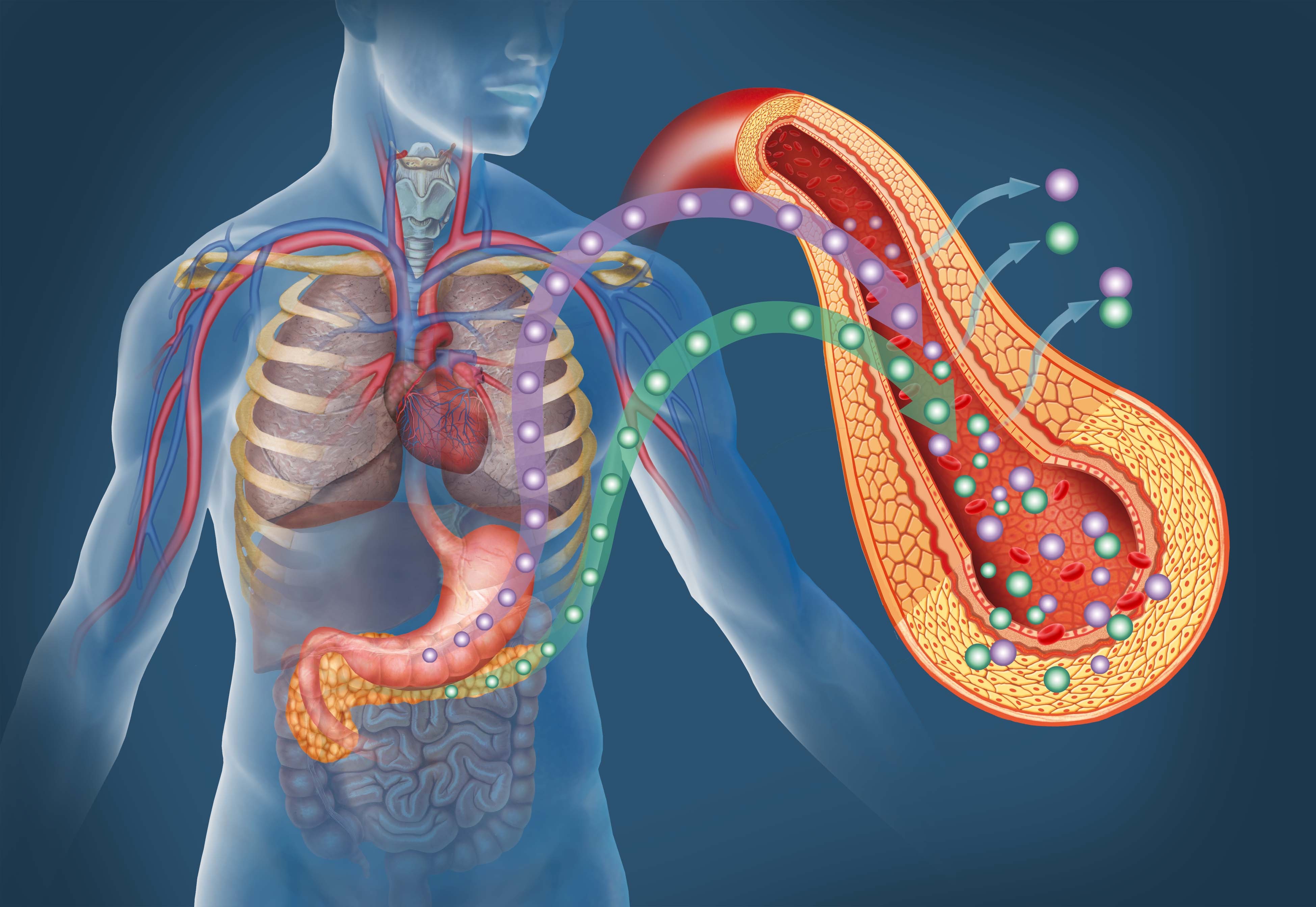 Blocking Hyaluronan Pancreas Buildup Prevents Type 1 Diabetes