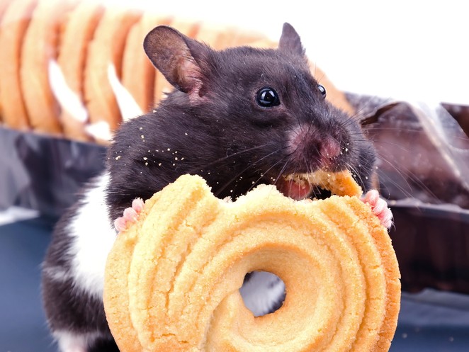 Mice Lacking Certain Gene Appear to Be Protected Against Effects of High-Fat Diet